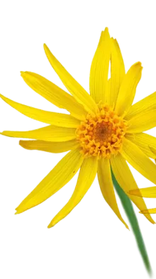 Arnica oil ingredient used in TheraWolf natural relief balm
