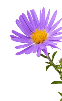 Blue chamomile extract ingredient used in TheraWolf relief balm