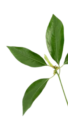 Camphor oil ingredient used in TheraWolf relief balm