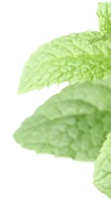 Peppermint oil ingredient used in TheraWolf natural relief balm